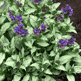 Медуница гибридная Silver Scimitar