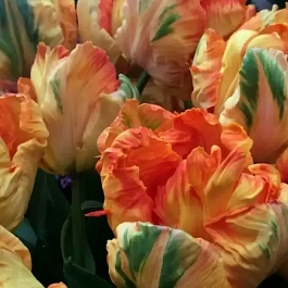 Тюльпан Parrot King