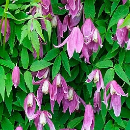  Клематис Constance 