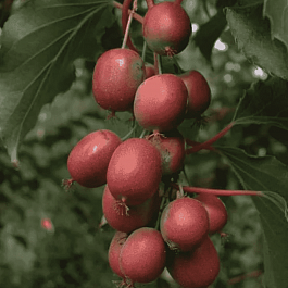 Актинидия Аргута Ken`s Red