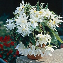 Бегония Клубневая Cascade Pendula White