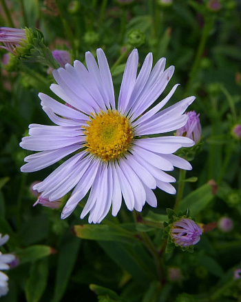 Астра итальянская Вайолит Квин