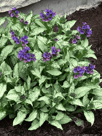 Медуница гибридная Silver Scimitar