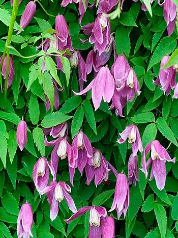  Клематис Constance 