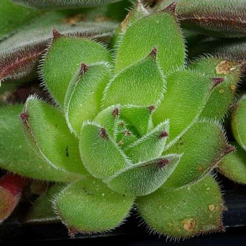 Молодило Махогани