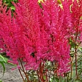 Астильба гибридная Mighty Red Queen