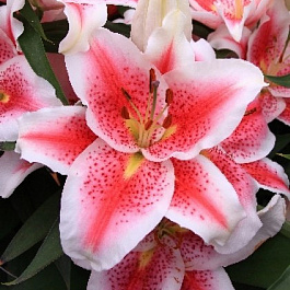 Лилия восточная Айдахо