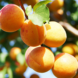 Абрикос Ульяхинский