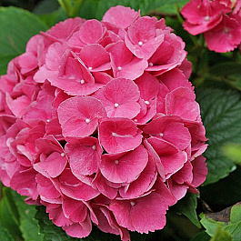 Гортензия крупнолистовая Европа