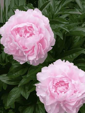 Пион Lady Orchid