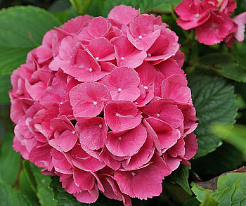 Гортензия крупнолистовая Европа Гортензия крупнолистовая Европа