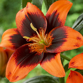 Лилия азиатская Изи Самба