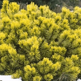 Сосна горная Little Gold Star  штамб 80-90 см