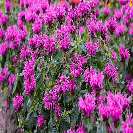 Монарда гибридная Bee-Free