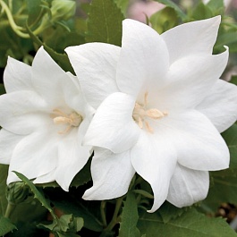Платикодон крупноцветковый Codo Double White