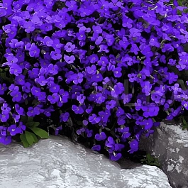 Аубриета Hamburger Stadtpark