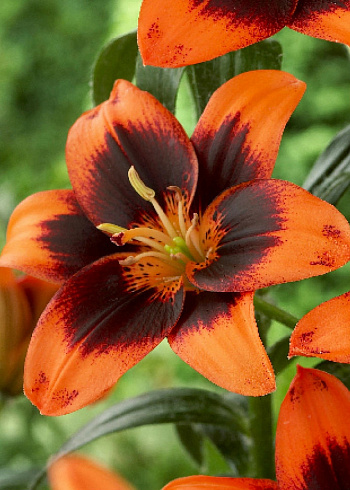 Лилия азиатская Изи Самба