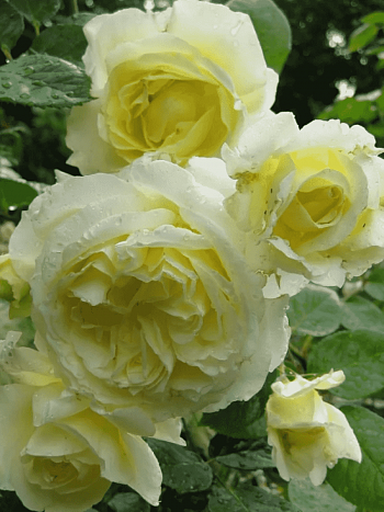 Роза плетистая Elfe