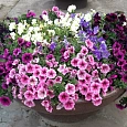 Смесь ампельных растений Фузейблс Хилинг Вотерс