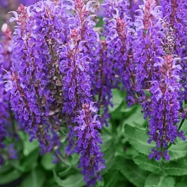 Шалфей дубравный Rianne