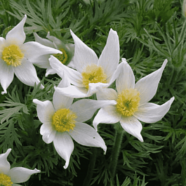 Прострел обыкновенный Pulsar White