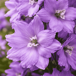 Дельфиниум новозеландский New Millenium