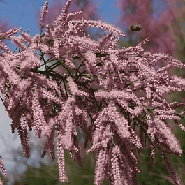 Тамарикс четырехтычинковый