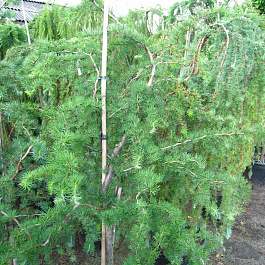 Лиственница японская Диана