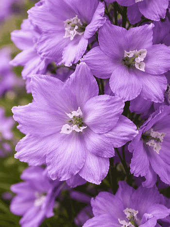 Дельфиниум новозеландский New Millenium