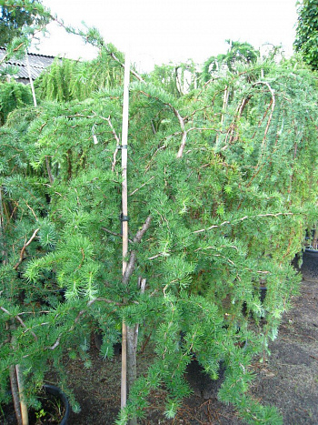 Лиственница японская Диана