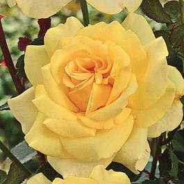 Роза чайно-гибридная Голден Лидер