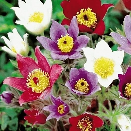 Прострел обыкновенный Mix