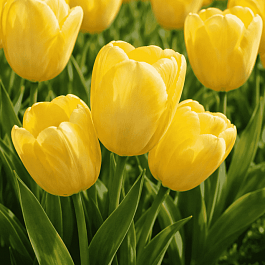 Тюльпан Hans Dietrich Genscher