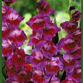 Гладиолус крупноцветковый Велвет Айз