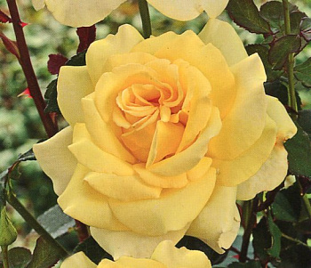 Роза чайно-гибридная Голден Лидер