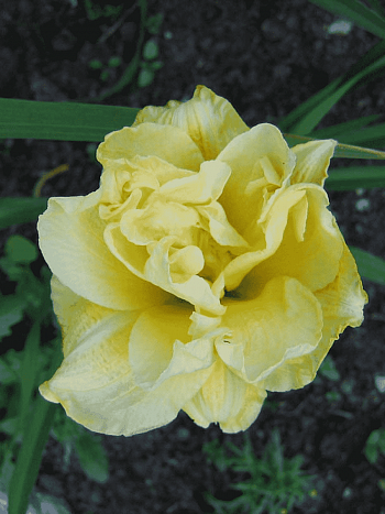 Лилейник Shamrock Double Lemon