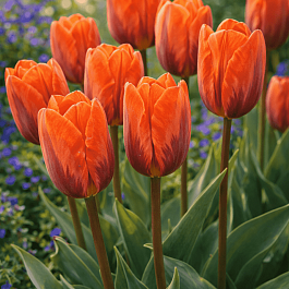 Тюльпан триумф Prinses Irene