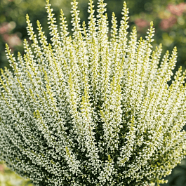 Вереск обыкновенный White Angie