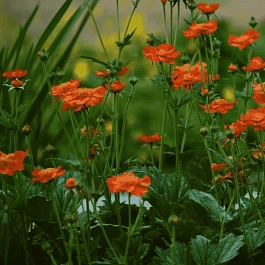 Гравилат ярко-красный Cosmopolitan