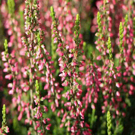 Вереск обыкновенный Katja