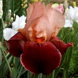 Ирис бородатый Циммарон Стрип