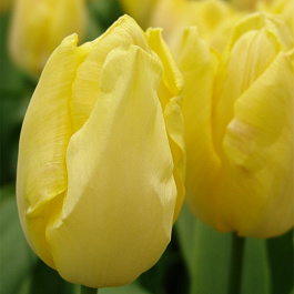 Тюльпан простой ранний Санни Принц