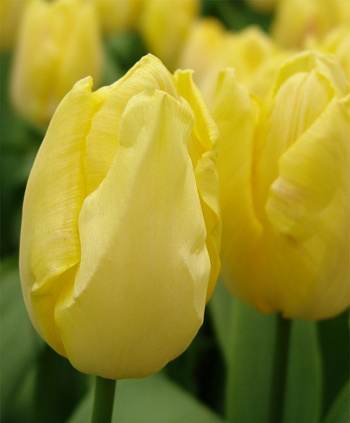 Тюльпан простой ранний Санни Принц