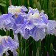 Ирис мечевидный Sugar Dome
