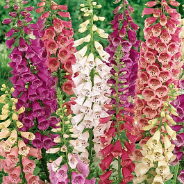 Наперстянка Dottie Mix