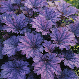 Гейхера Frosted Violet