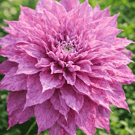 Клематис гибридный Proteus