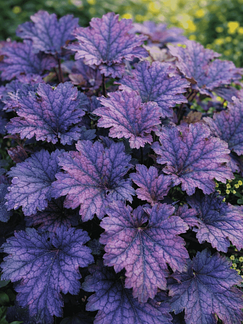 Гейхера Frosted Violet