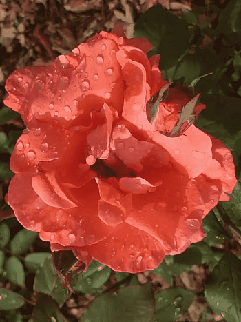 Роза грандифлора Лезгинка