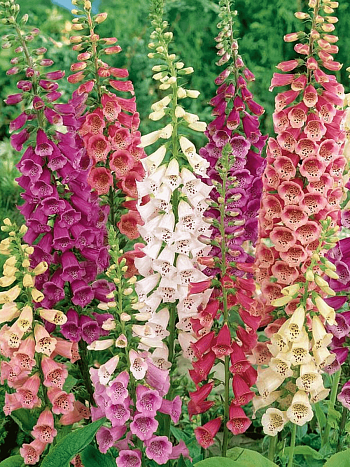 Наперстянка Dottie Mix